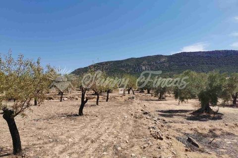 Terra a Biar, Alicante, Biar - € 49.995 | Ref: SF0427 - foto 6